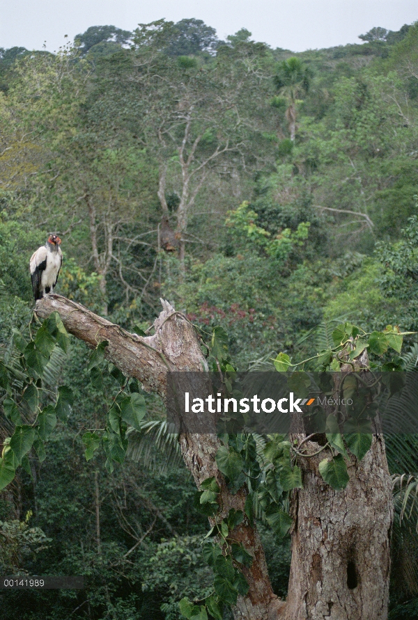 Zopilote rey (Sarcoramphus papa) en el sitio de nido en rainforest canopy, tierra natal de Ese'eja, 