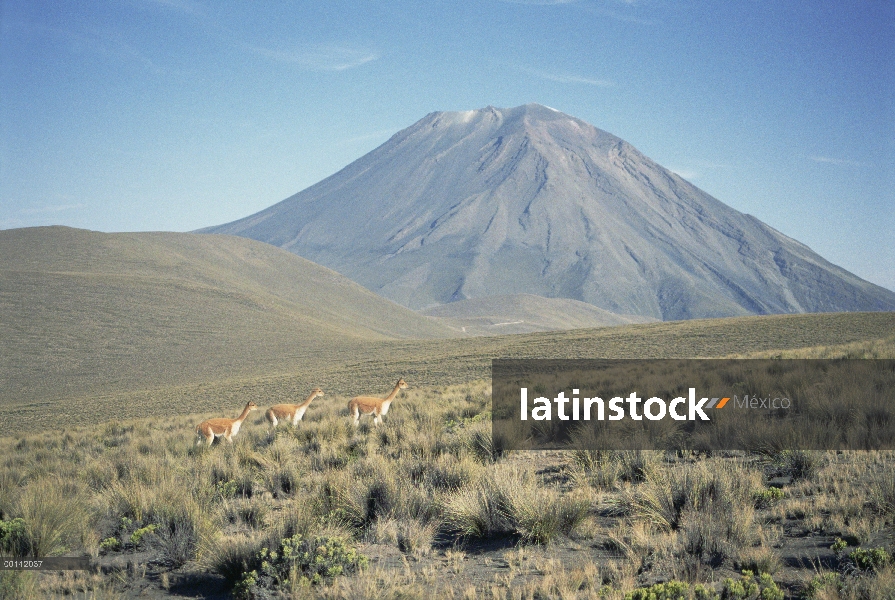 Rebaño familiar de Vicuña (Vicugna vicugna) por debajo del volcán Misti, Perú