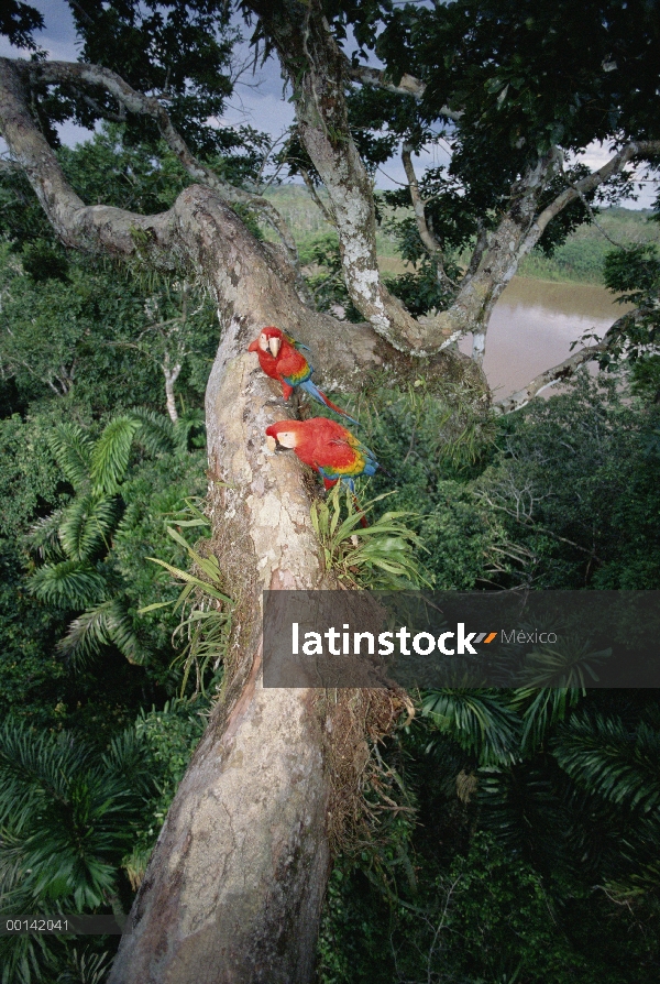 Escarlata par de guacamayo (Ara macao) que viven en el dosel del bosque lluvioso, originalmente mano