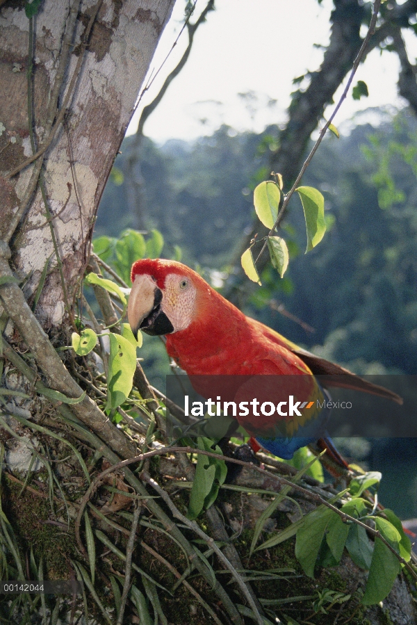 Guacamaya roja (Ara macao) que viven en el dosel del bosque lluvioso, originalmente criado a mano po