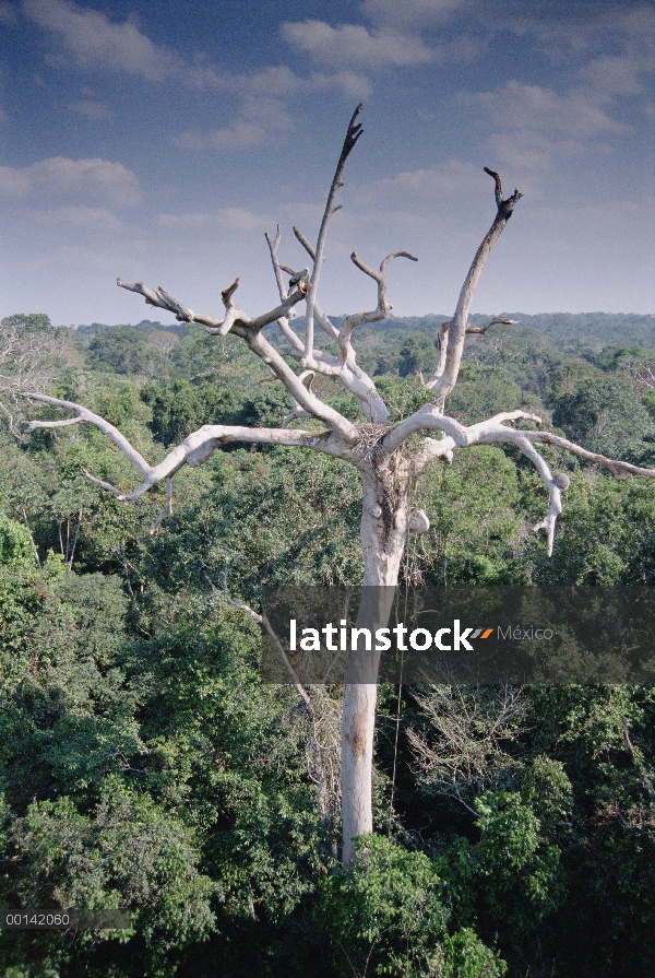 Nido de águila arpía (Harpia harpyja) en seda – algodón árbol por encima de rainforest canopy, zona 