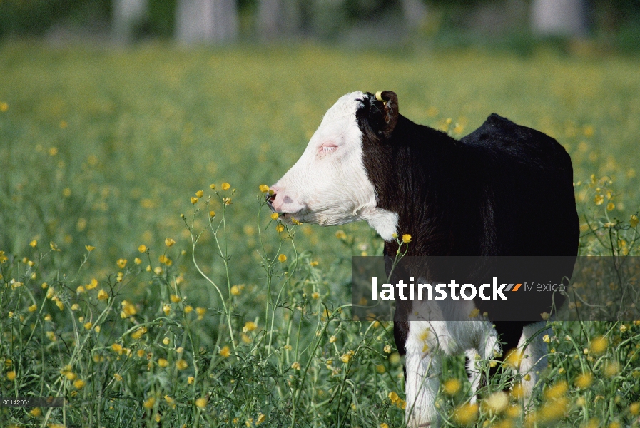 Nacional becerro de bovinos (Bos taurus), frisón-Hereford Cruz casta, en Prado de primavera de ranún