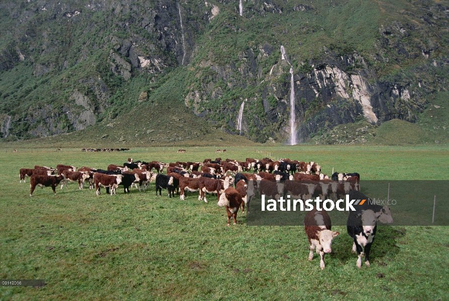 Ganado doméstico (Bos taurus), de raza Hereford, rebaño en el campo cerca de cascadas, Valle Matukit