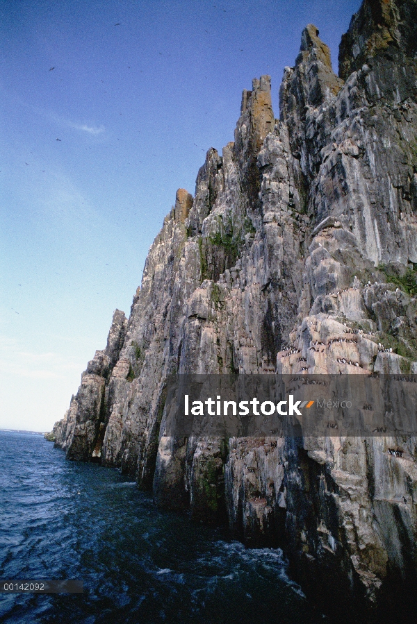 Acantilado de dolomita con Colonia enorme guillemot, 100.000 pares, este isla de Spitsbergen, estrec