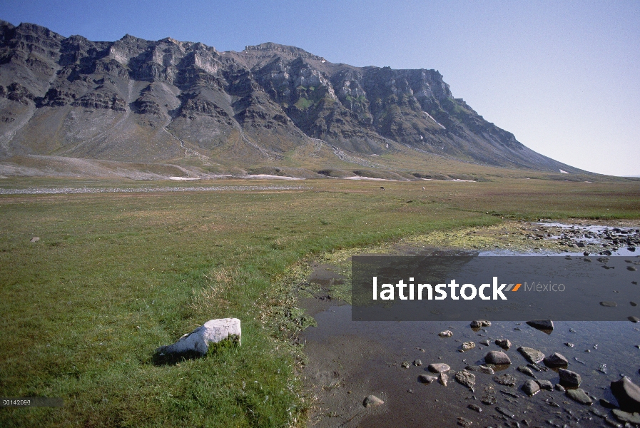 Renos (Rangifer tarandus platyrhynchus) en pradera ártica, Bellsund, archipiélago de Svalbard, ártic