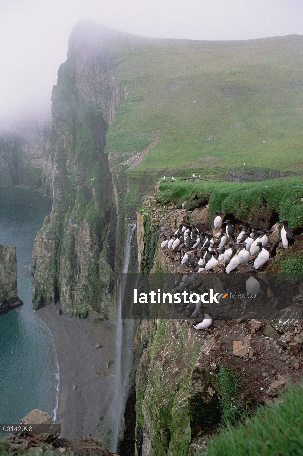 Arao de Brünnich (Uria lomvia) anidan en acantilados del sur escarpadas, ártico noruego isla del oso