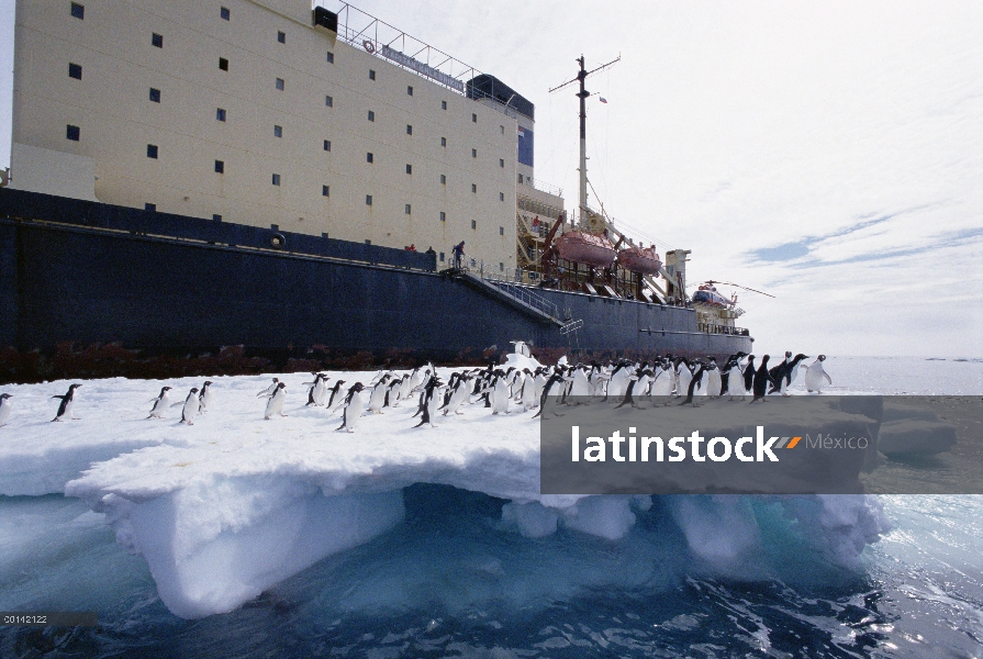 Grupo del pingüino de Adelia (Pygoscelis adeliae) en témpano de hielo se pasa por un rompehielos, Is