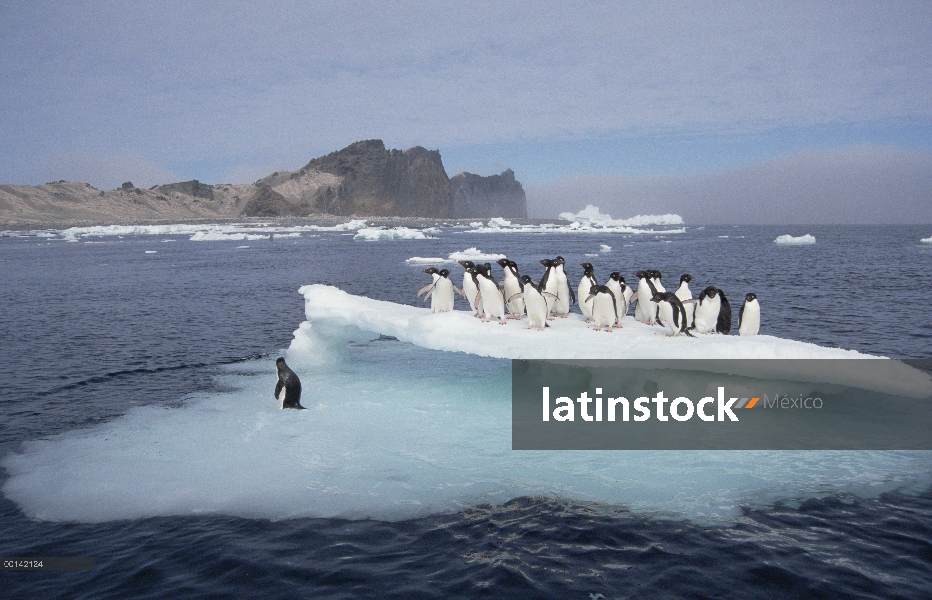 Grupo del pingüino de Adelia (Pygoscelis adeliae) descansando sobre los témpanos cerca de Colonia, p