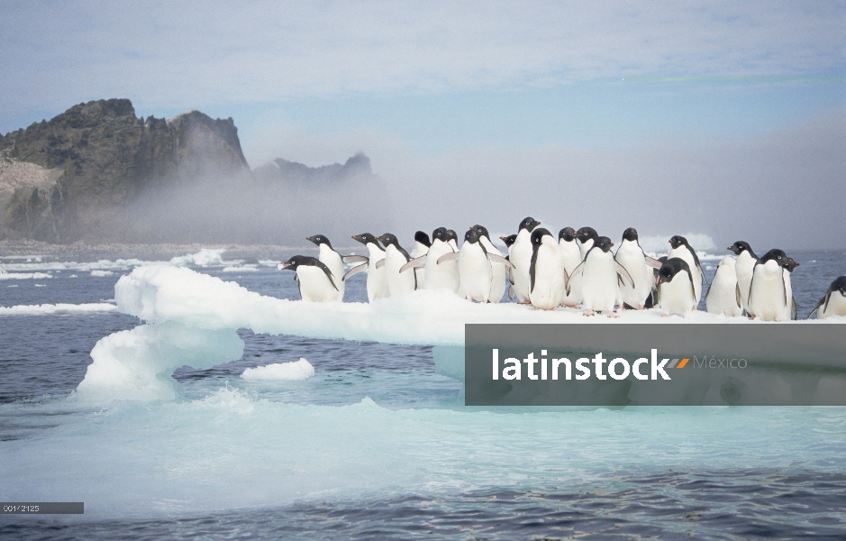 Grupo del pingüino de Adelia (Pygoscelis adeliae) apiñamiento en la fusión verano témpano de hielo, 