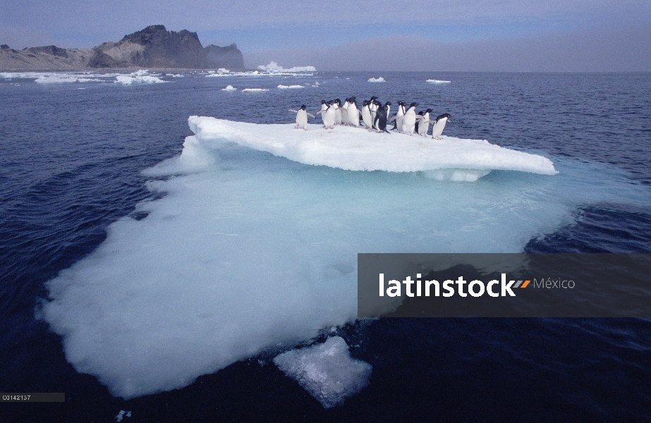 Grupo del pingüino de Adelia (Pygoscelis adeliae) apiñamiento en la fusión verano témpano de hielo, 