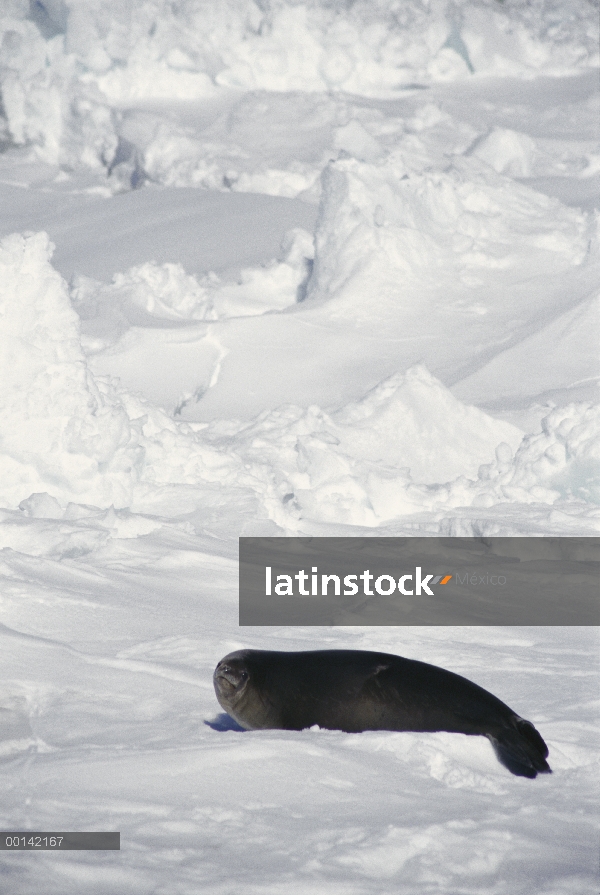 Ross Seal (Ommatophoca rossii) en hábitat denso hielo, mar de Lazarev, Princesa Astrid Coast, Antárt