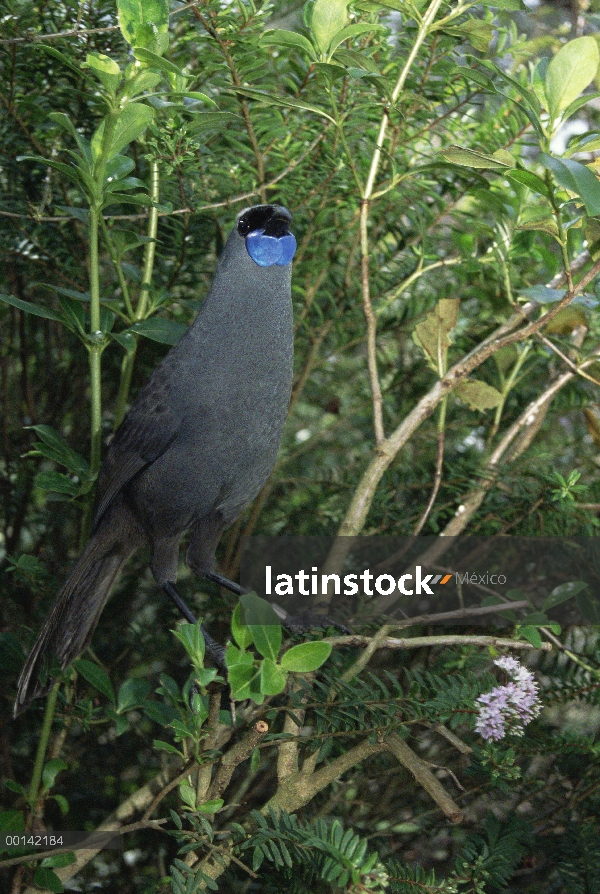 Norte isla Kakapo (Callaeas cinerea algunas) amenazadas especies endémicas, comedor de planta, piso 