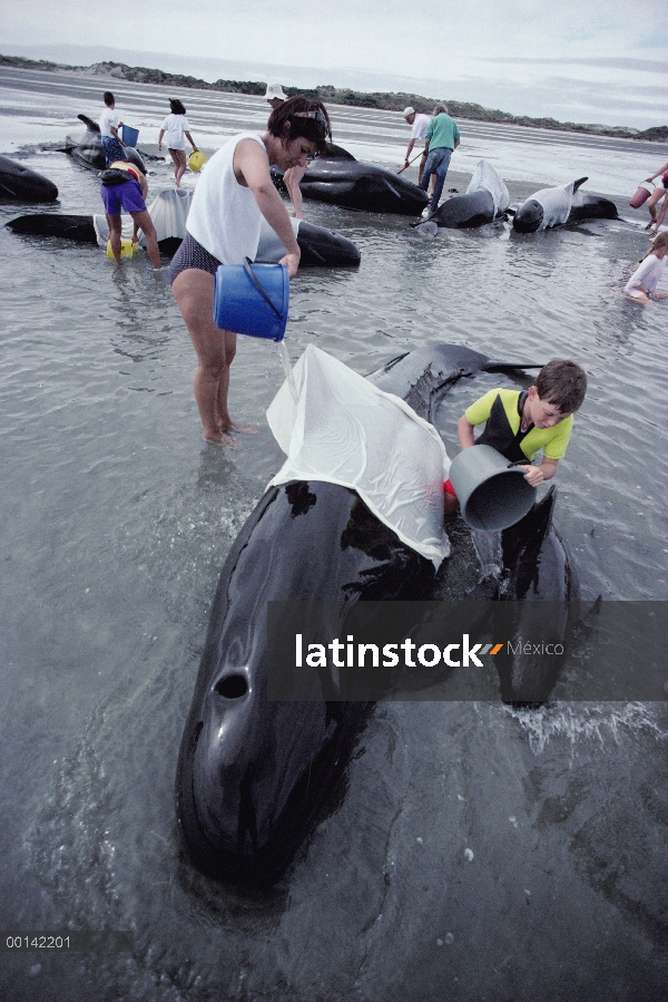 Aleta larga ballena piloto (Globicephala melas) masa enrollado con voluntarios que trabajan para man