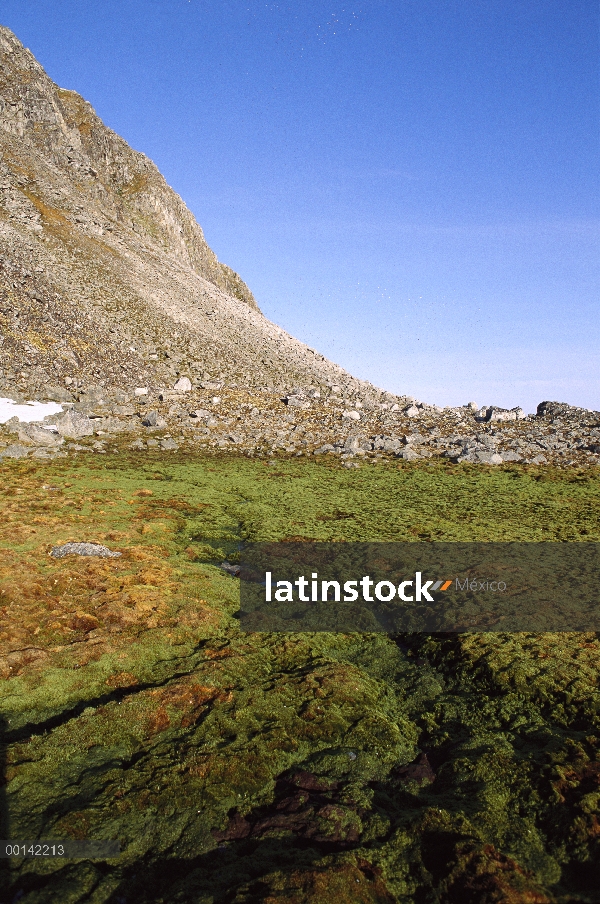 Pantano de tundra alimentada por escorrentía del acantilado de aves marinas, Hamburgbukta, Spitsberg