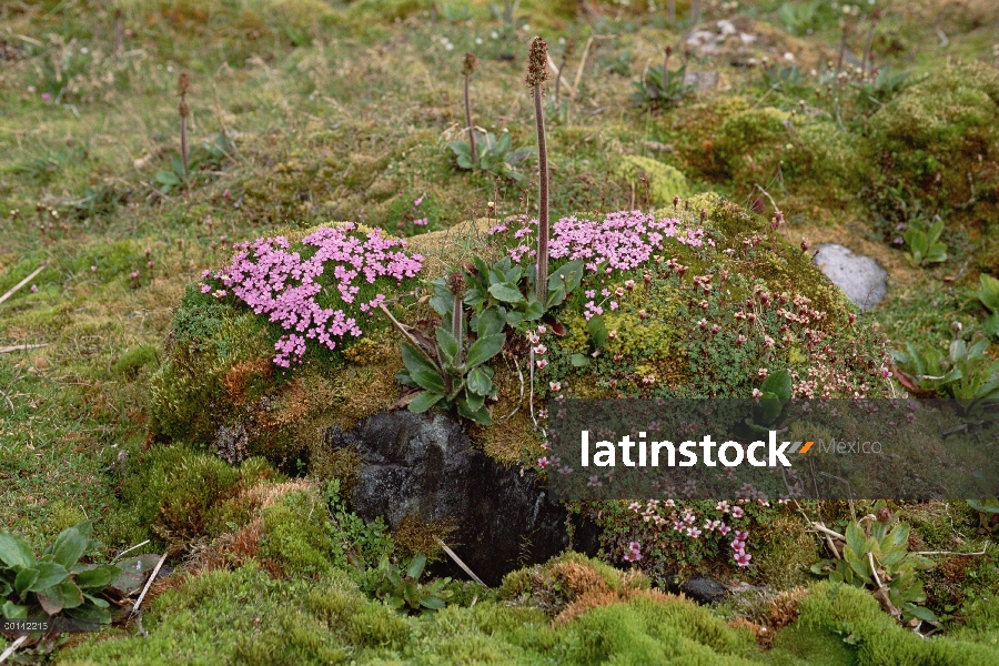 Colleja (Silene acaulis) florece en tundra fertilizado por escorrentía de acantilado anidación de av