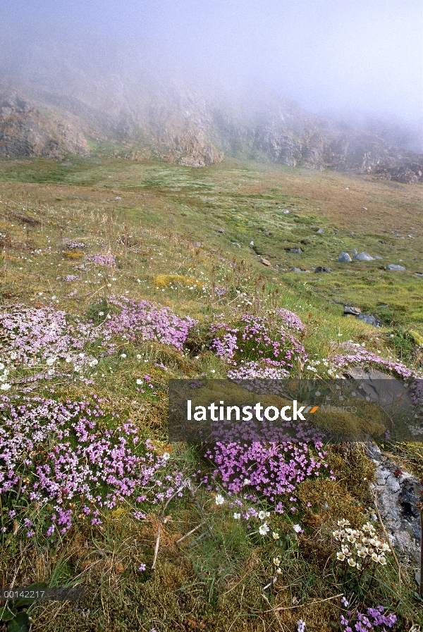 Colleja (Silene acaulis) florece en tundra fertilizado por escorrentía de acantilado anidación de av