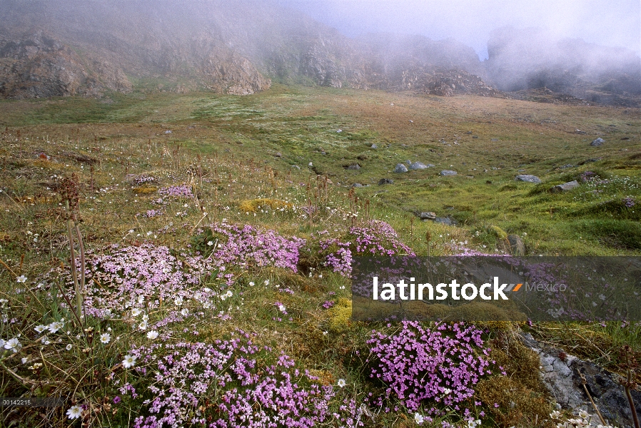 Colleja (Silene acaulis) florece en tundra fertilizado por escorrentía de acantilado anidación de av