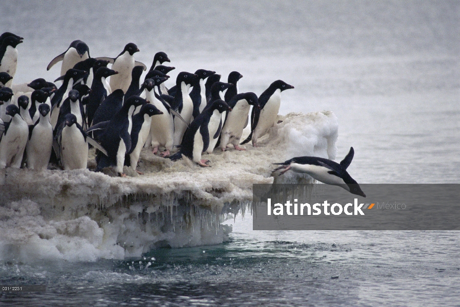 Pingüino de Adelia (Pygoscelis adeliae) saltando en el mar de la plataforma de hielo, isla de Frankl