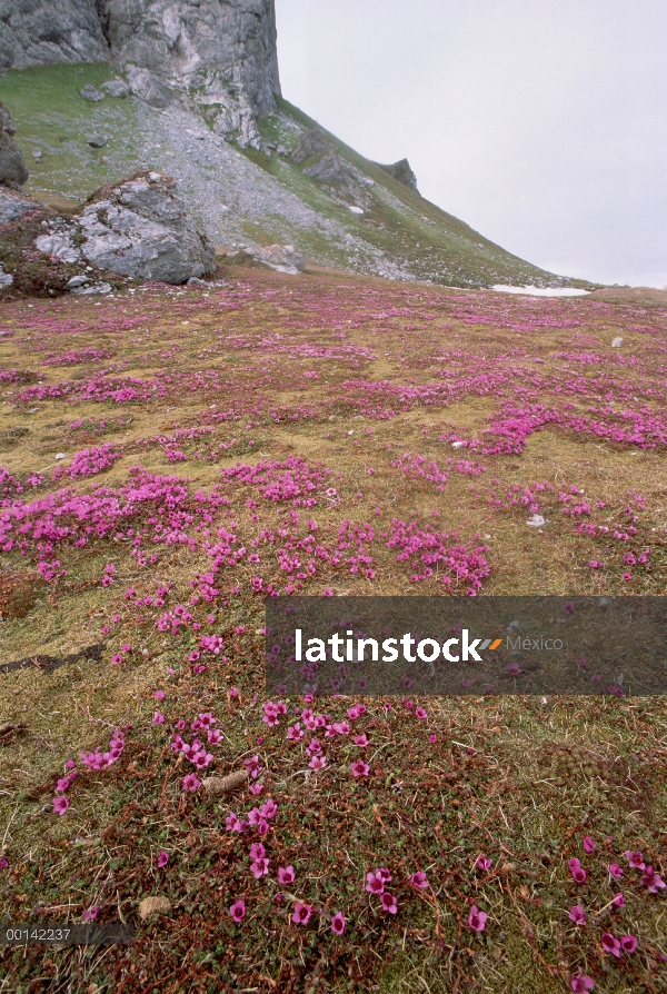 Saxífraga púrpura (Saxifraga oppositifolia) florece en tundra fertilizado por aves marinas nidifican