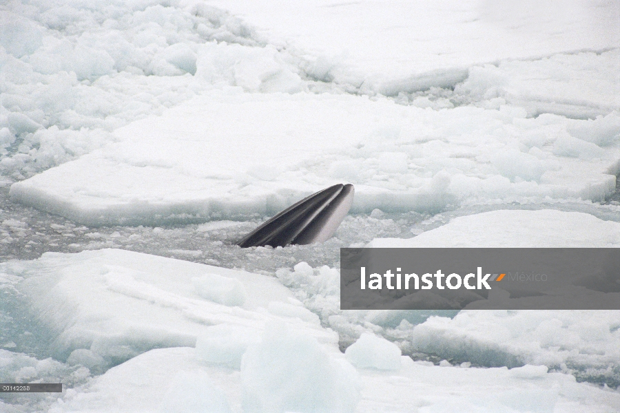 Ballena de Minke enana (Balaenoptera acutorostrata) respira a través de grieta en hielo rápido rota,