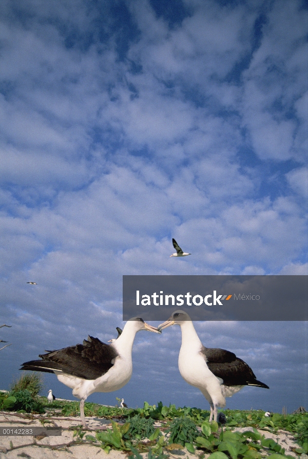 Par de albatros de Laysan (Phoebastria immutabilis) cortejar, Atolón de Midway, Hawái