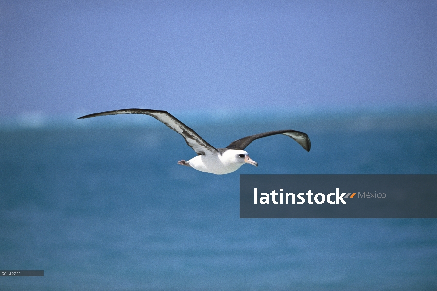 Albatros de Laysan (Phoebastria immutabilis) navegando a través del océano del Pacífico Norte alimen