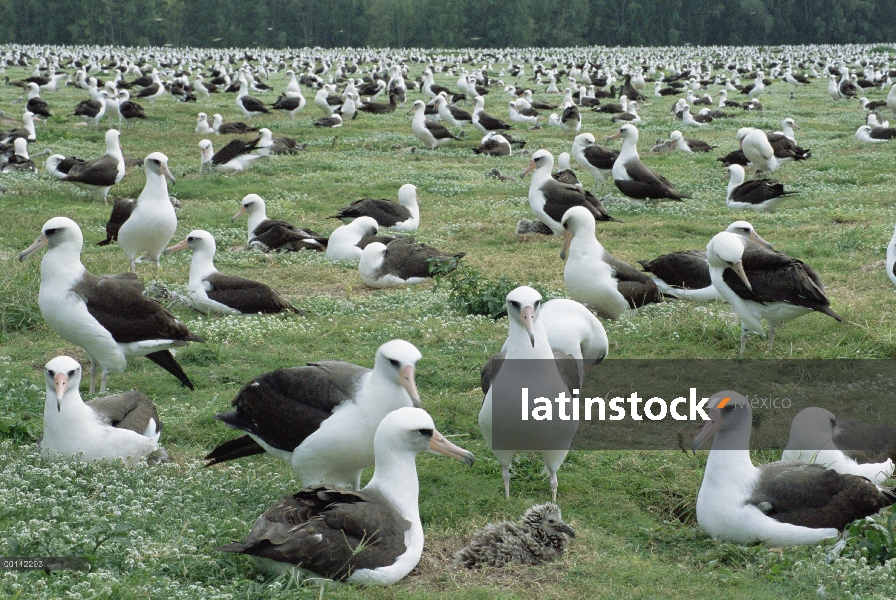 Albatros de Laysan (Phoebastria immutabilis) anidación de la Colonia, Atolón de Midway, Hawái