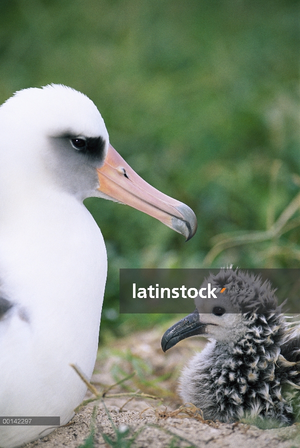 Albatros de Laysan (Phoebastria immutabilis) padres guardar chick joven, Atolón de Midway, Hawái