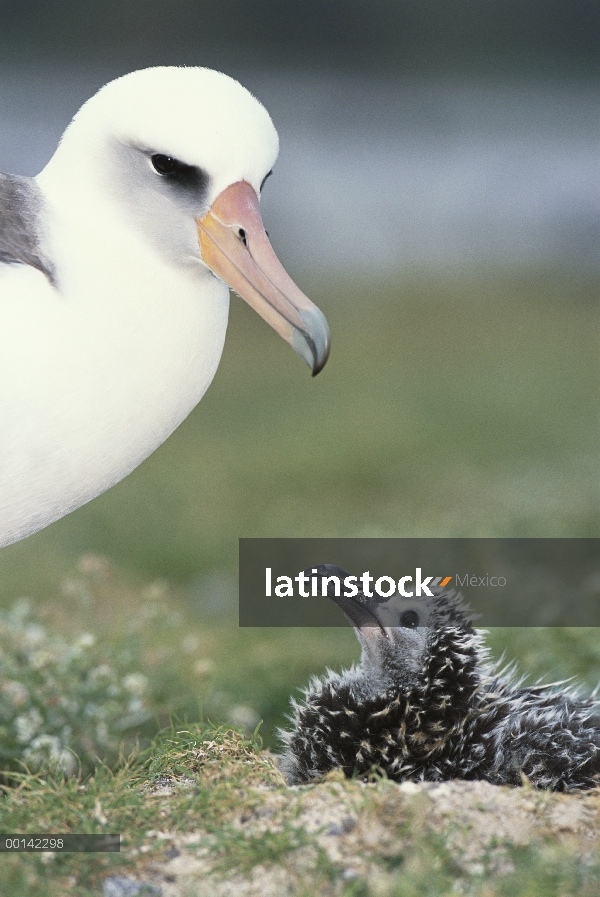 Albatros de Laysan (Phoebastria immutabilis) padres guardar chick joven, Atolón de Midway, Hawái