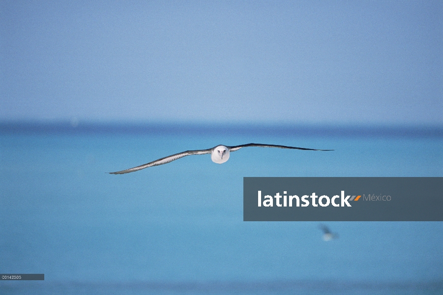 Albatros de Laysan (Phoebastria immutabilis) navegando a través del océano del Pacífico Norte alimen