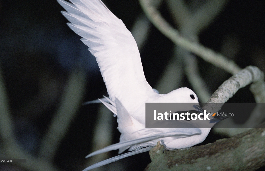 Blanco par de Tern (Gygis alba) apareamiento, Atolón de Midway, Hawái