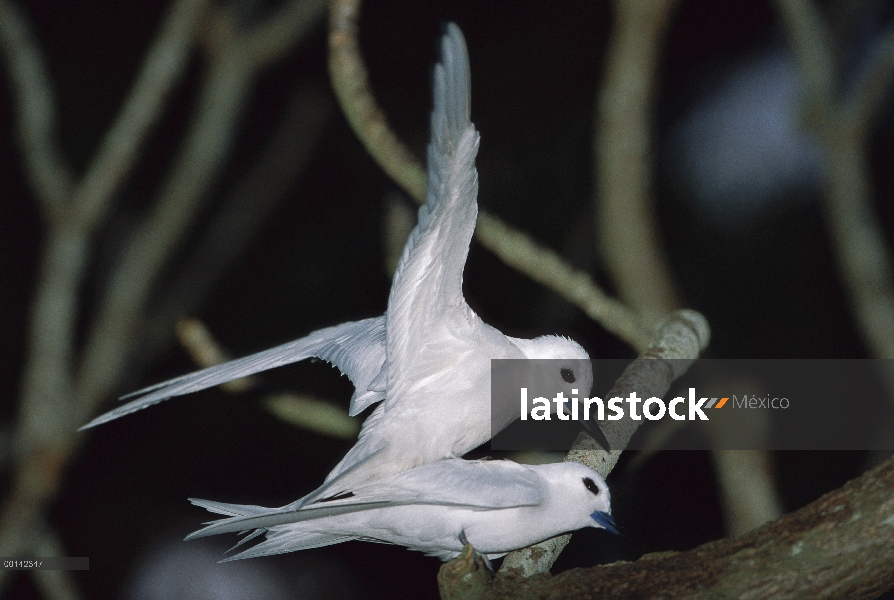 Blanco par de Tern (Gygis alba) apareamiento, Atolón de Midway, Hawái