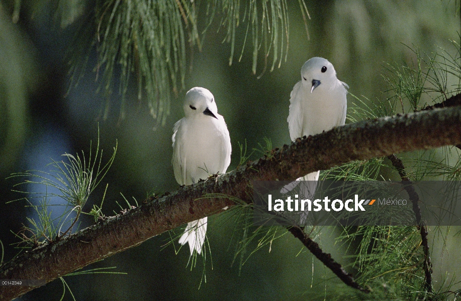 Par de charrán blanco (Gygis alba) establecimiento de sitio de puesta de huevos en rama desnuda de C