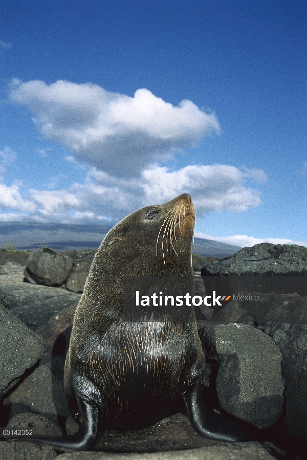 Sello de lobo marino de Galápagos (Arctocephalus galapagoensis) Toro, Isla Fernandina, Islas Galápag