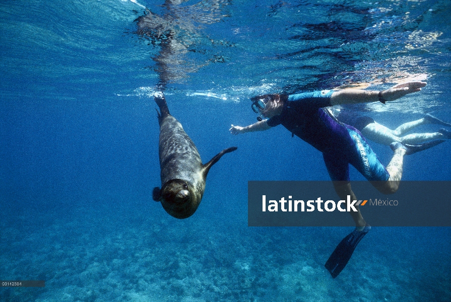 León marino de Galápagos (Zalophus wollebaeki) cachorro jugando con buceador, campeón isla, Galápago