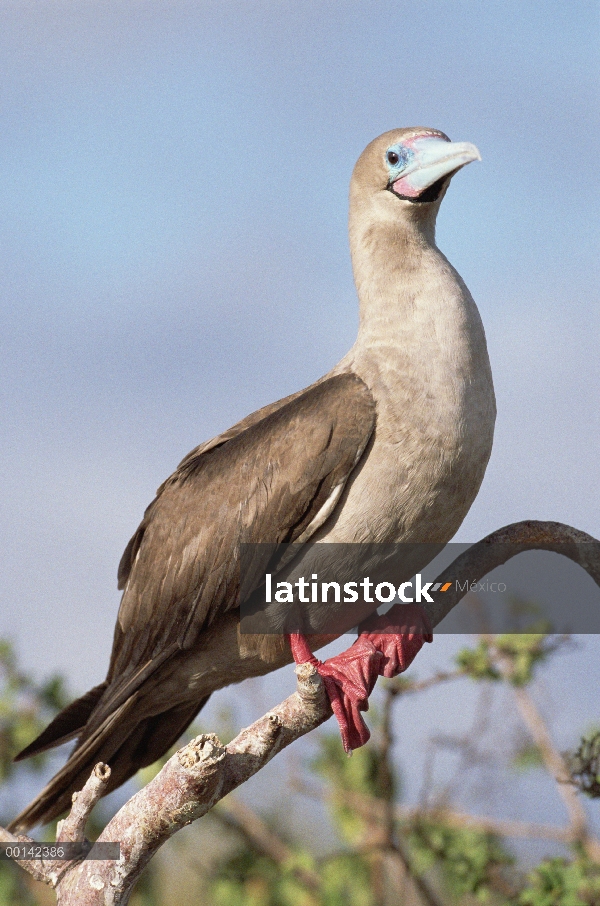 Morph de piquero (Sula sula) marrón rojo-footed en Palo Santo árbol, isla de torre Genovesa, Galapag