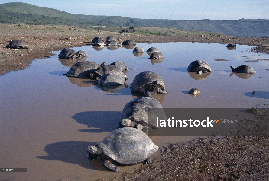 Volcán Alcedo tortuga gigante (Chelonoidis nigra vandenburghi) revolcándose en la piscina temporal d