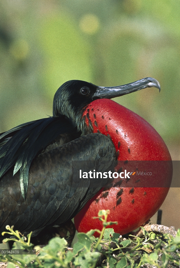 Gran hombre Frigatebird (Fregata minor) en la exhibición de cortejo con bolsa de la garganta complet