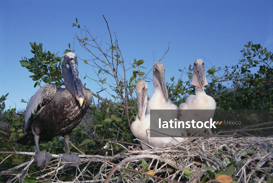Marrón de padres pelícano (Pelecanus occidentalis) con polluelos en el nido, Academia Bay, isla de S