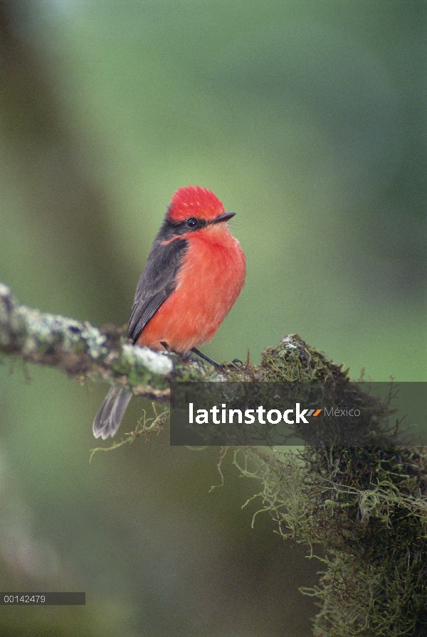 El macho Flycatcher (Pyrocephalus rubinus) bermellón de scalesia musgo bosque nuboso hábitat, tierra