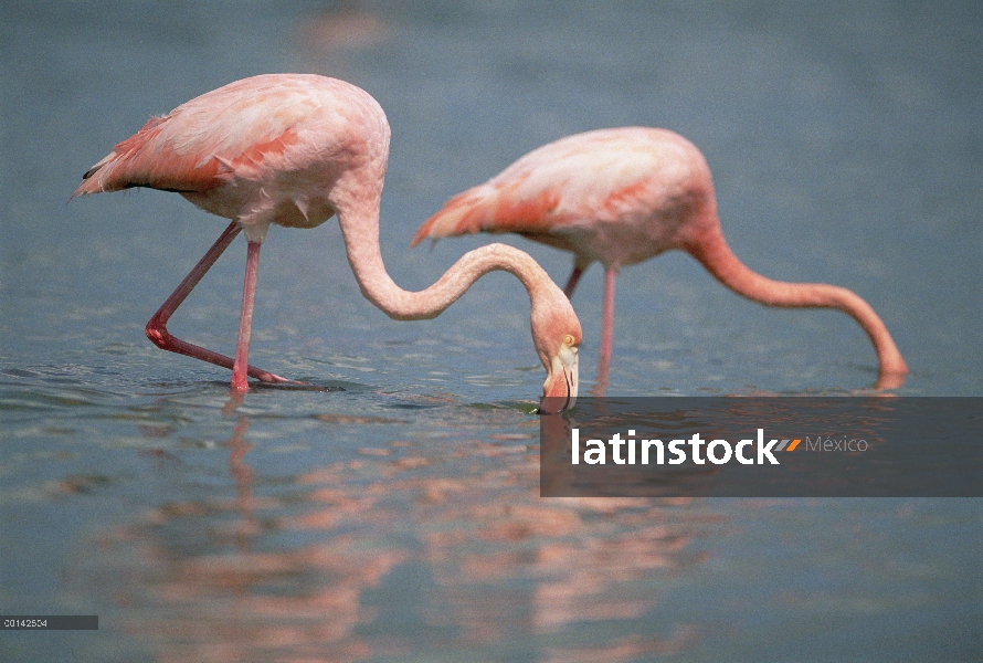 Mayor filtro de flamenco (Phoenicopterus ruber) en la laguna salobre, Punta Cormorant, Isla Floreana