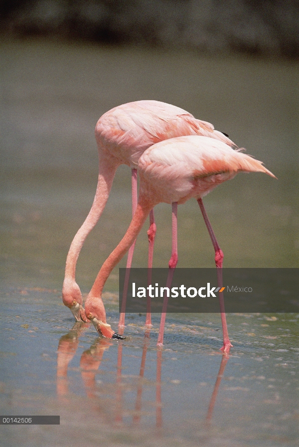 Mayor filtro de par de flamenco (Phoenicopterus ruber) en la laguna salobre, Punta Cormorant, Isla F