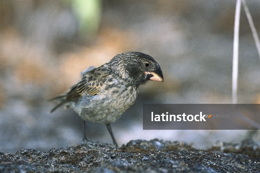 Endémica de tierra Pinzón (difficilis magnirostris) grande, extra grande cuenta para semillas agriet