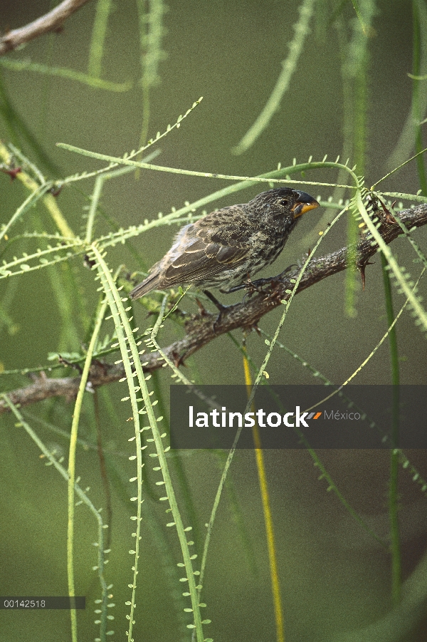 Pinzón de tierra grande (difficilis magnirostris) con forma de pico para machacar semillas grandes, 