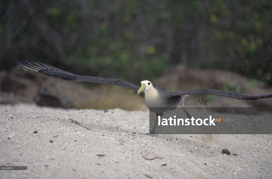 Agitaban Albatros de (Galápagos Phoebastria irrorata) despegando, Isla Espanola, Galapagos Islands, 