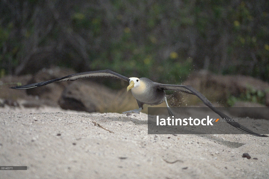 Agitaban Albatros de (Galápagos Phoebastria irrorata) despegando, Isla Espanola, Galapagos Islands, 