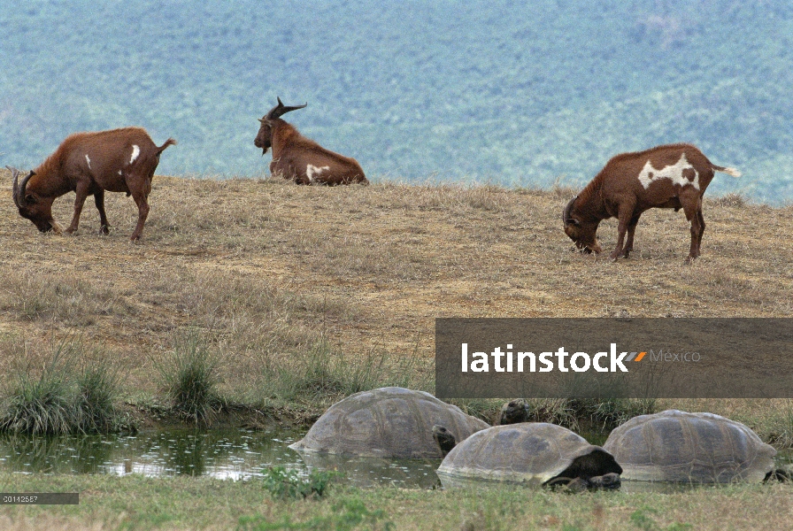 Trío de (Capra hircus) de cabra salvaje, reciente invasión remover vegetación de hábitat clave de la