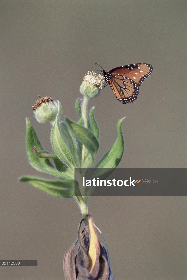 Mariposa monarca (Danaus plexippus) frecuentando Scalesia (Scalesia villosa) flores, Punta Cormorant