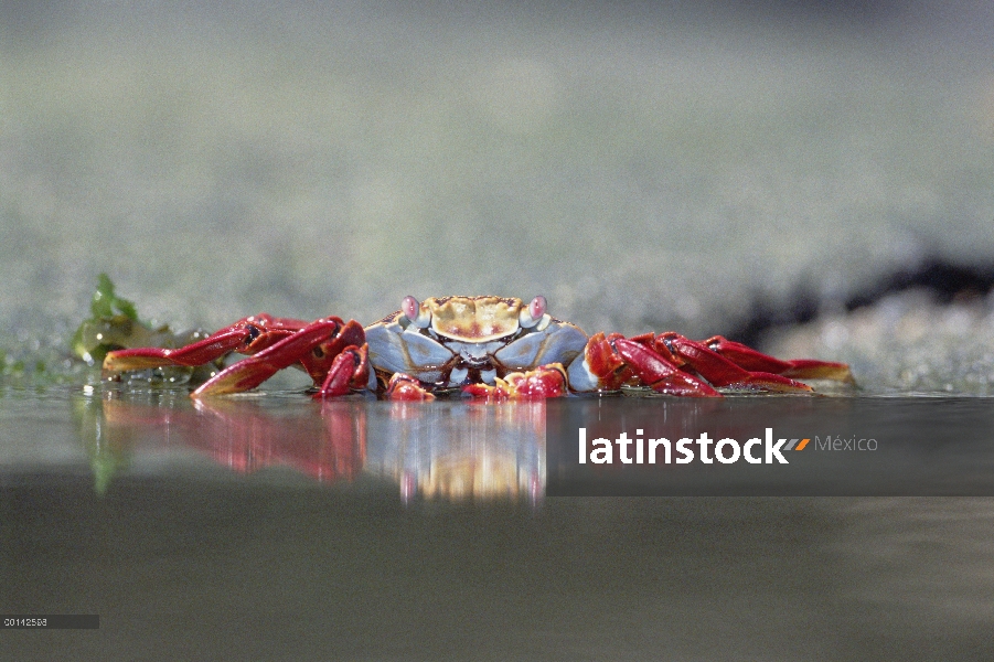 Cangrejo (Grapsus grapsus) alimentación a lo largo del borde de la piscina de marea, Punta Espinosa,