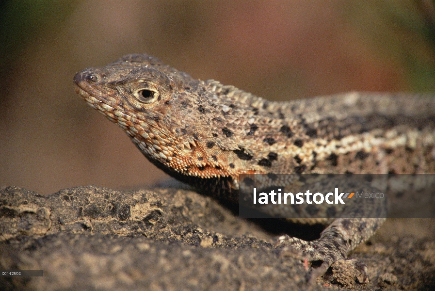 Perfil masculino, de lava lagartija (Tropidurus albemarlensis), sobre roca, Bahía James, Isla Santia